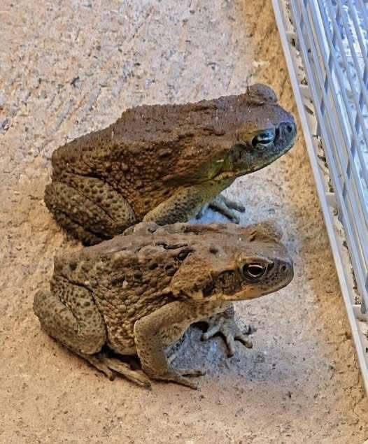 Why Toads May Appear Around Your Home and What It Means