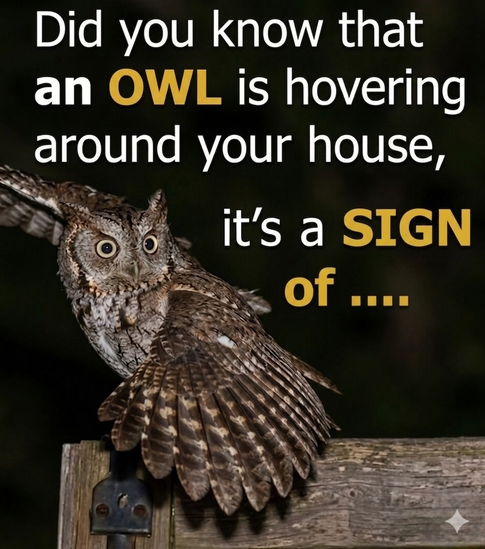 What It Means When an Owl Is Watching Near Your House at Night