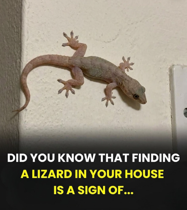 What Different Cultures Say About Seeing a Lizard in Your Home