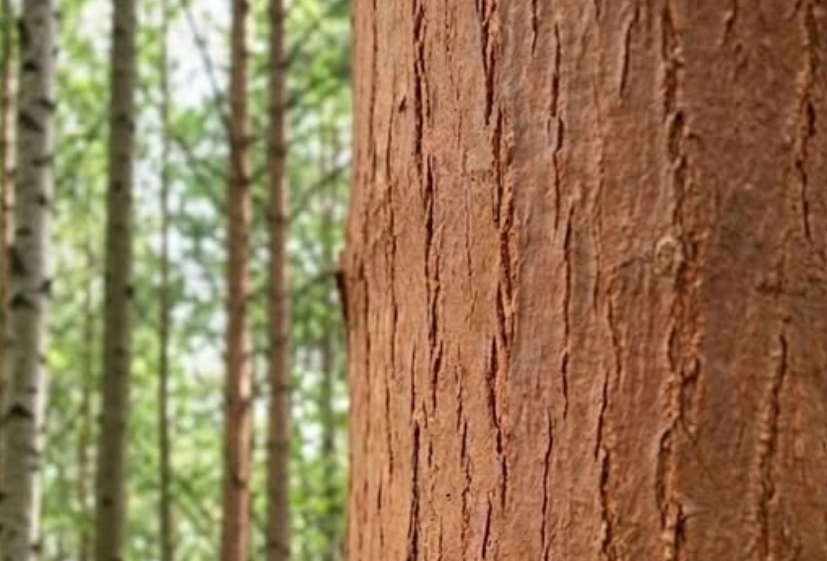 A Mysterious Object on a Tree Left Us Puzzled—Do You Know What It Is?