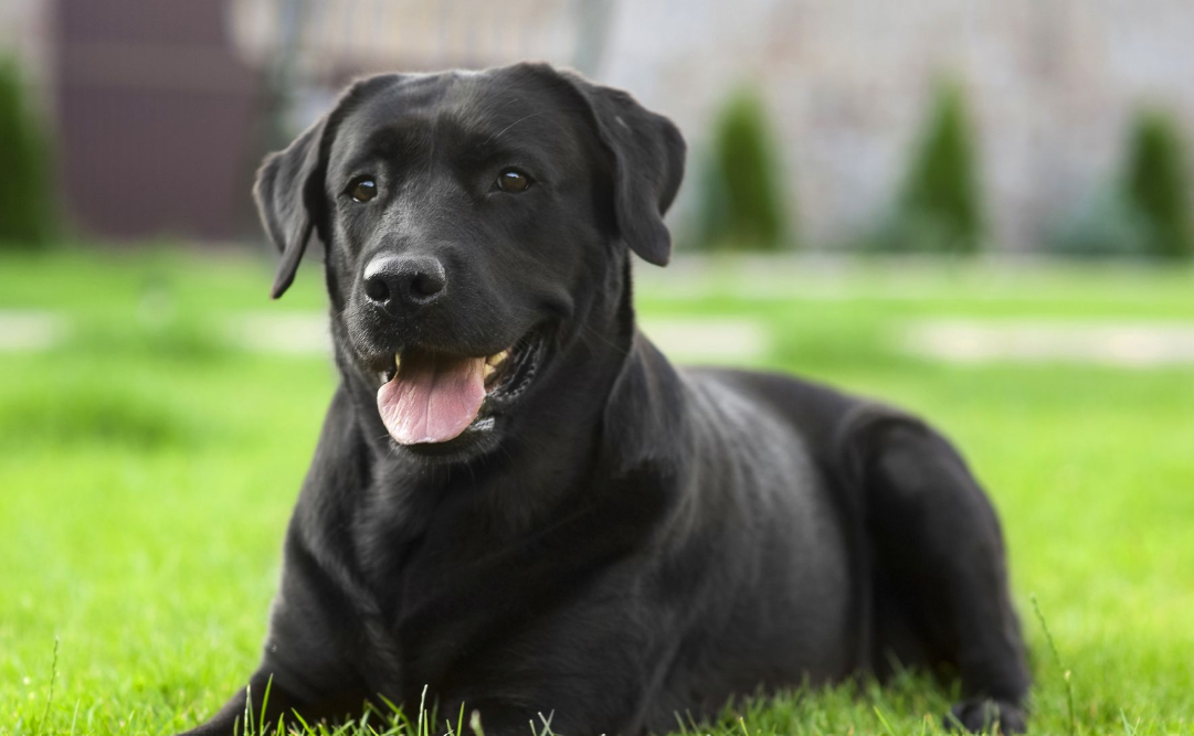 Dog Sniffing Explained: What Your Pet Is Trying to Tell You