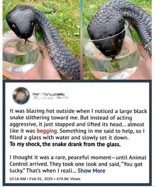 When Fear Turned Into Understanding: A Moment With a Snake