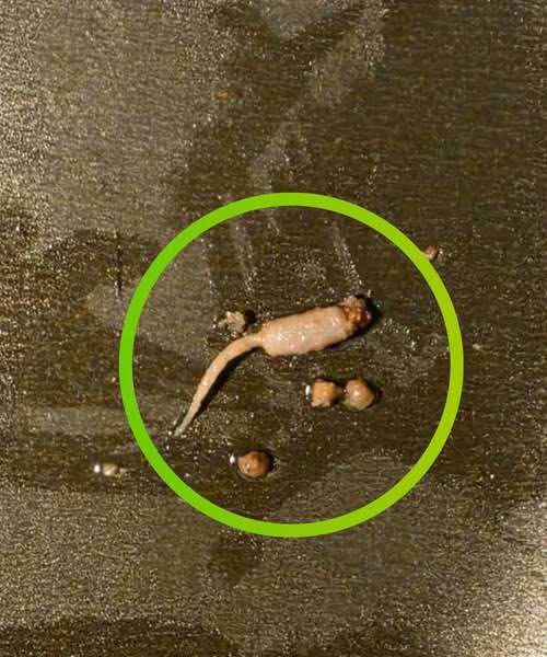 Something Unexpected Appeared in My Ground Beef While Cooking