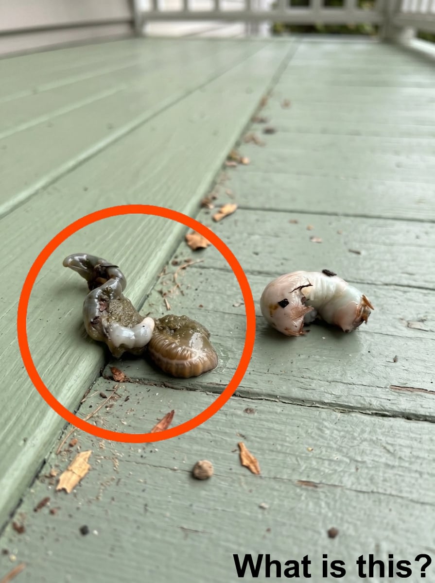 I Stepped Out and Noticed This on the Balcony Floor