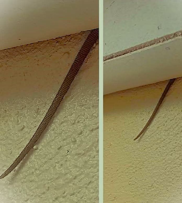 Online User Shares Unusual Ceiling Discovery That Sparks Questions