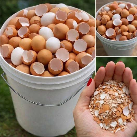 17 Practical Uses for Eggshells in Gardening, Cleaning, and DIY Projects