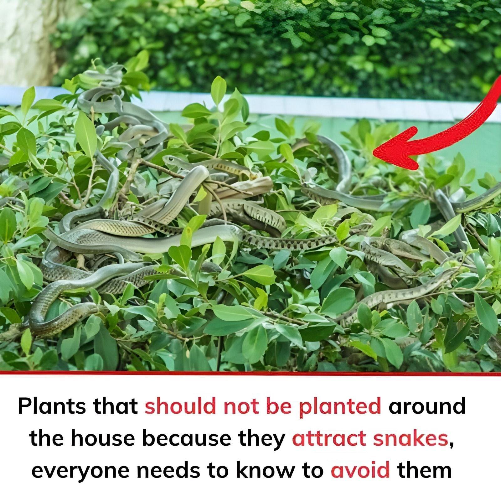 Common Plants and Outdoor Practices That Can Draw Snakes In