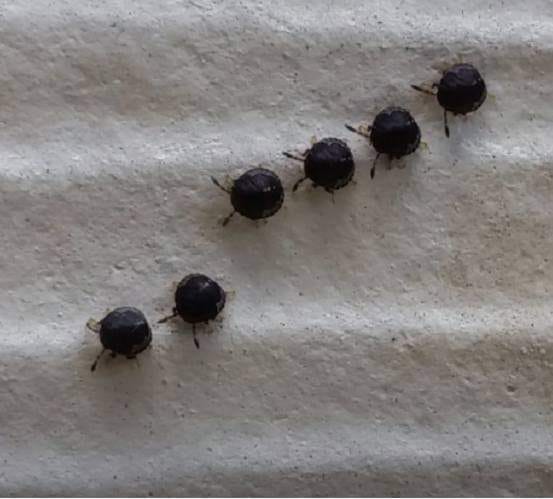 Those “Blueberries” in Your Garden May Not Be What You Think