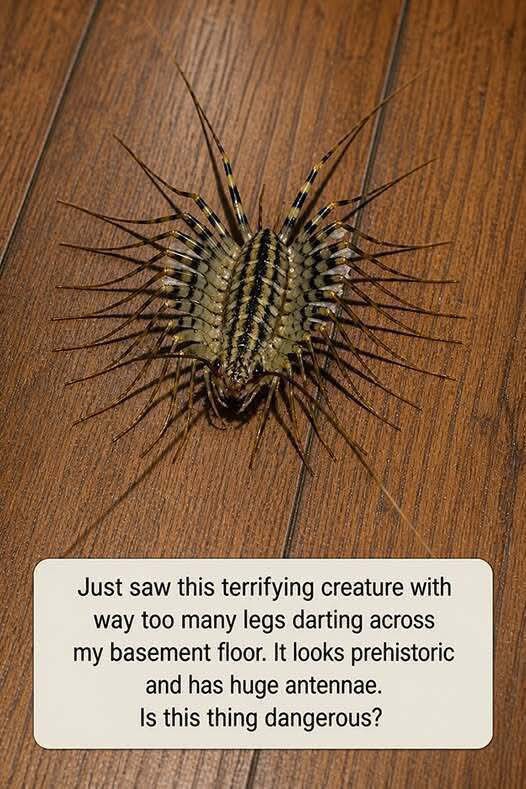 The Creepy Creature Sprinting Across Your Floor May Actually Be Helping You