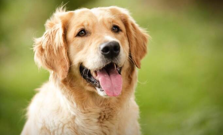Quick Action Helps Save Dog During Unexpected Encounter Near Water