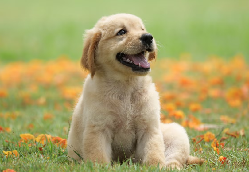 The Dog Refused to Leave the Parking Lot — Then Everyone Realized Why
