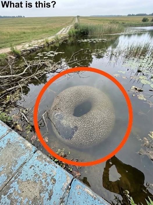 Villagers Gathered in Fear After Spotting a Mysterious Shape in the Water