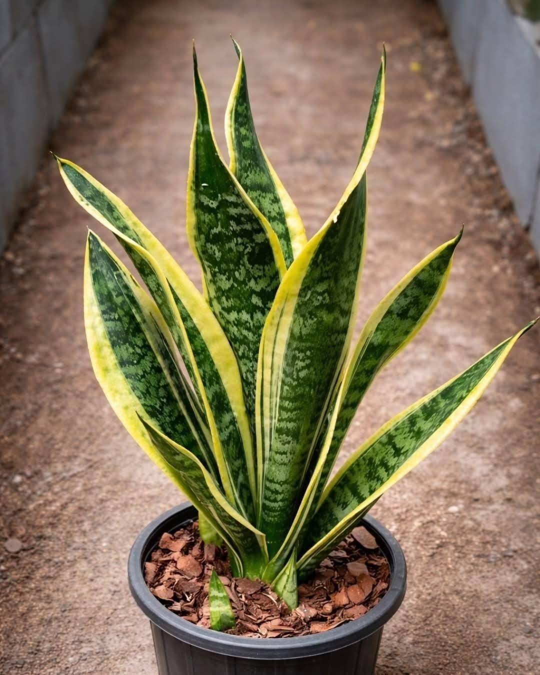 Why So Many People Believe Certain Plants Bring Peace, Comfort, and Positive Energy