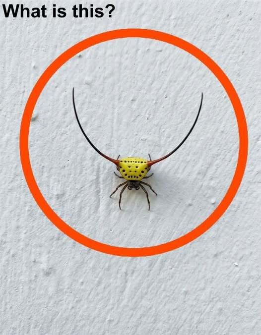 What I Saw on My Garage Wall Looked Scary Until I Learned What It Really Was