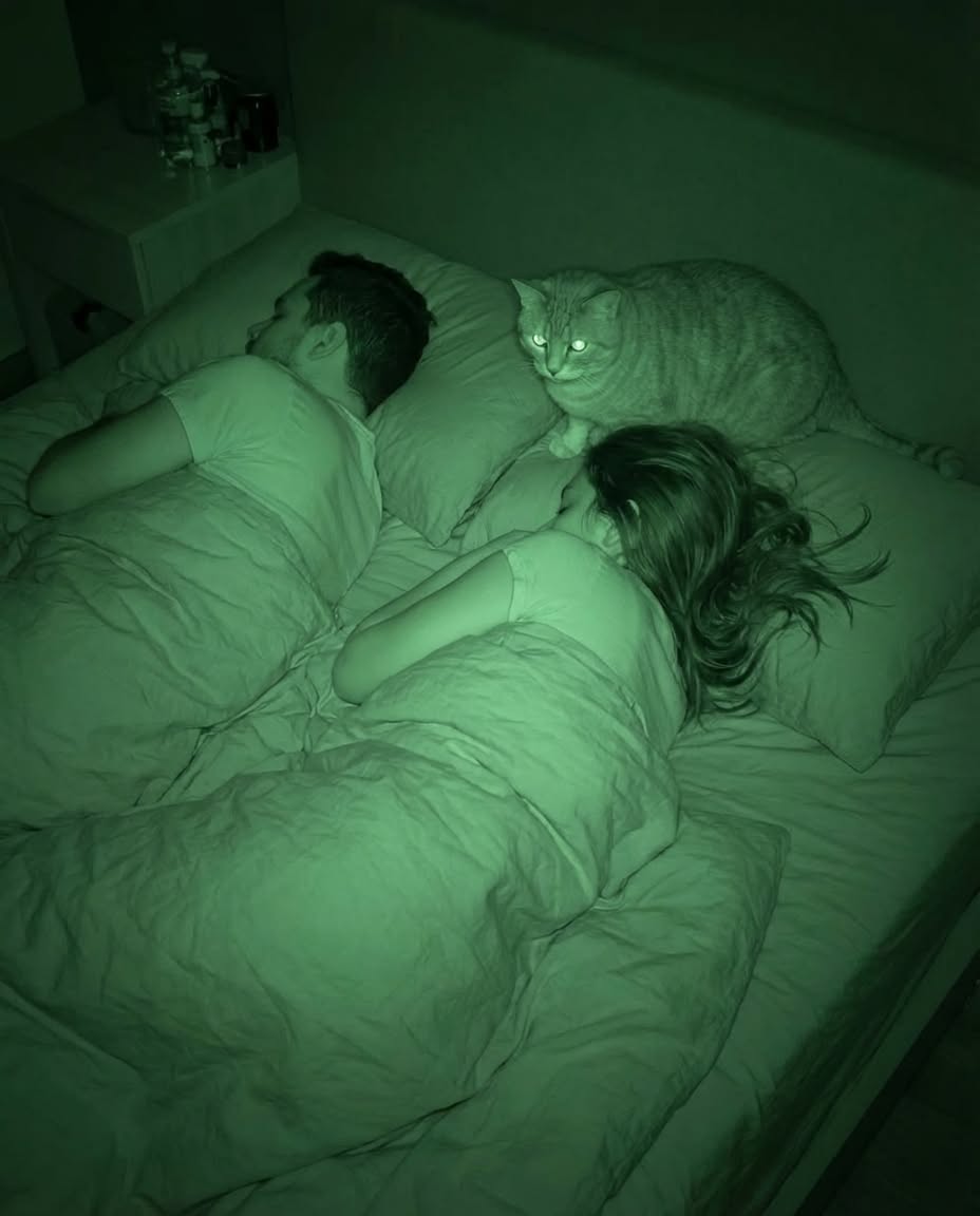 The Night Our Cat Revealed a Side of Her Personality We Never Knew Existed