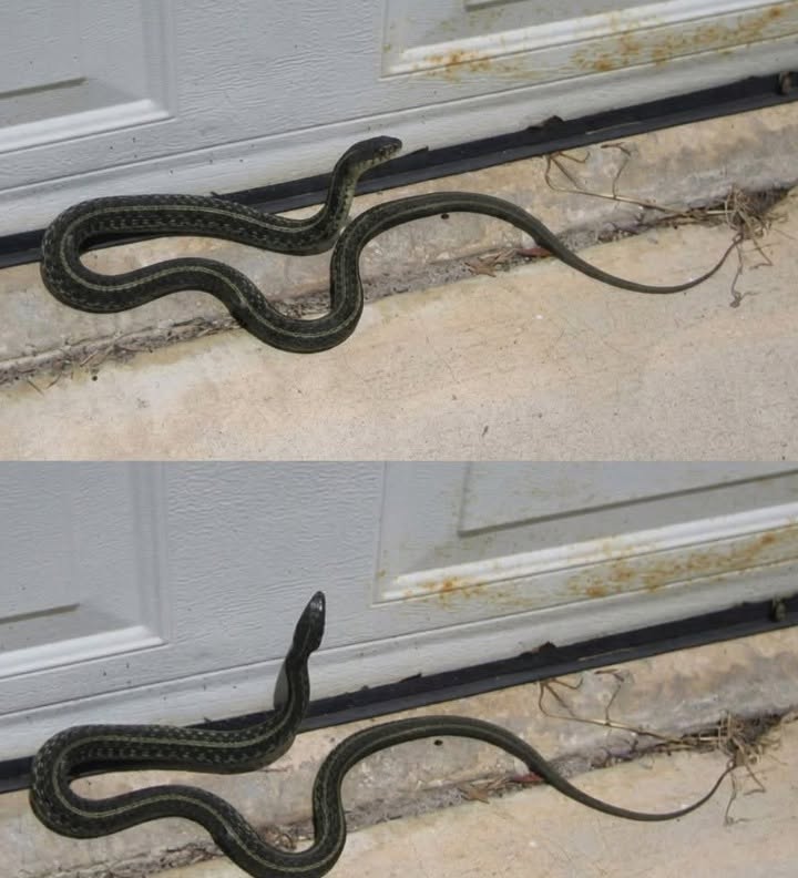 What a Snake in Your Dream—or in Your Home—May Symbolize and What It Could Mean