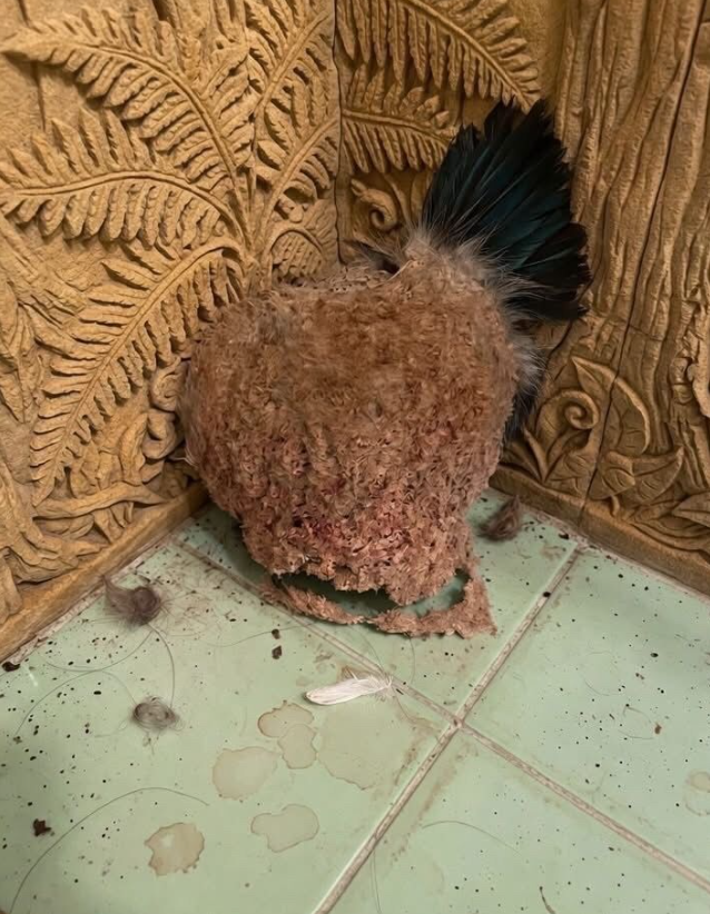 We Returned From Vacation to Find a Strange Object on Our Bathroom Wall