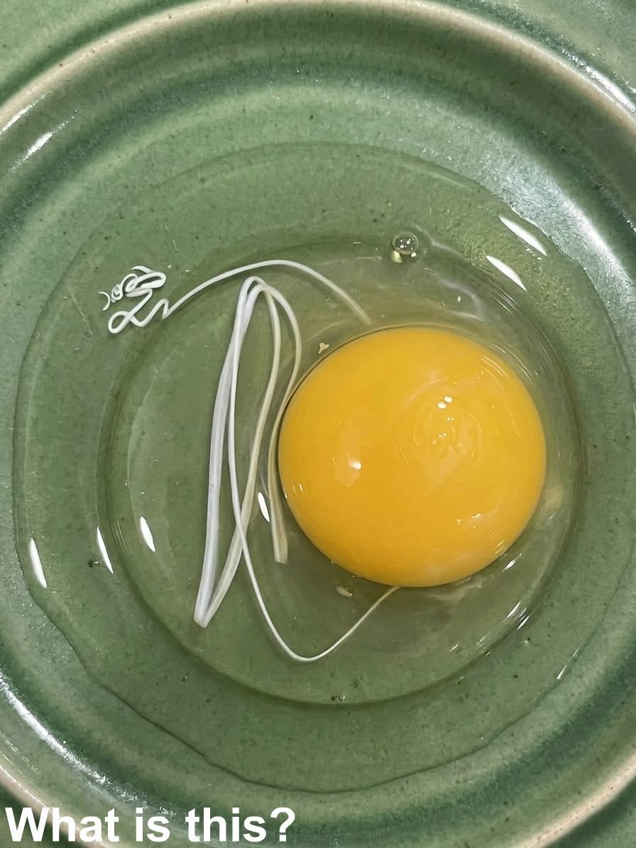 I Almost Threw Away My Breakfast After Seeing This Inside an Egg