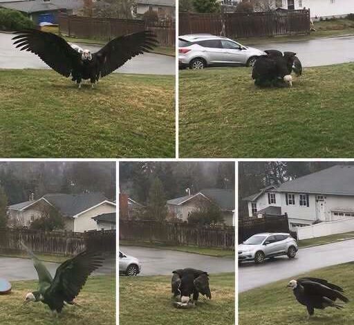 The Discovery of a Giant Eagle Sparks Scientific Interest and Conservation Discussions The Discovery of a Giant Eagle Sparks Scientific Interest and Conservation Discussions