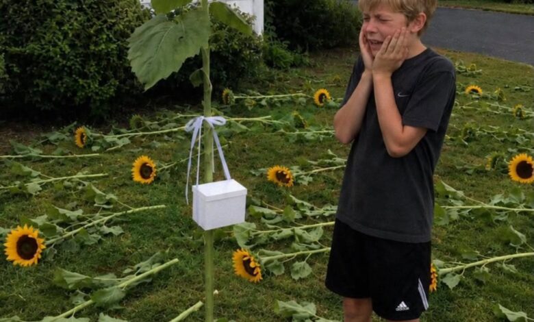 Every Year My Son Planted Sunflowers for His Twin Sister, Then One Unexpected Discovery Changed Everything