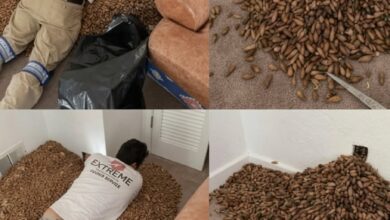 A Strange Smell Led Me to an Unexpected Discovery — What I Learned Changed the Way I See My Home