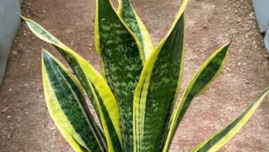 Why Certain Plants Are Believed to Bring Peace, Comfort, and Positive Energy Into Homes