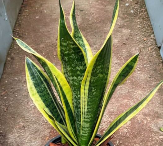 Why Certain Plants Are Believed to Bring Peace, Comfort, and Positive Energy Into Homes Why Certain Plants Are Believed to Bring Peace, Comfort, and Positive Energy Into Homes