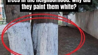 The Surprising Reason Some Tree Trunks Are Painted White