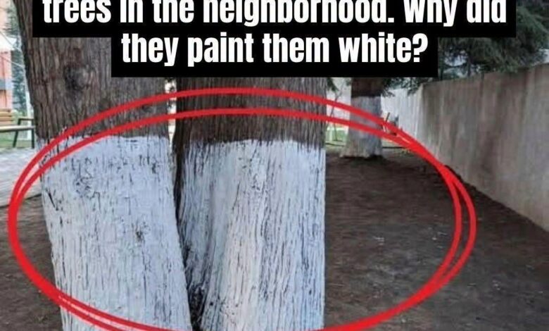 The Surprising Reason Some Tree Trunks Are Painted White The Surprising Reason Some Tree Trunks Are Painted White