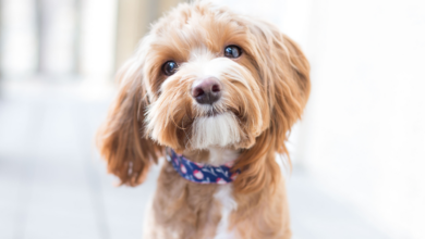 Why Dogs Rely on Their Sense of Smell to Learn About People