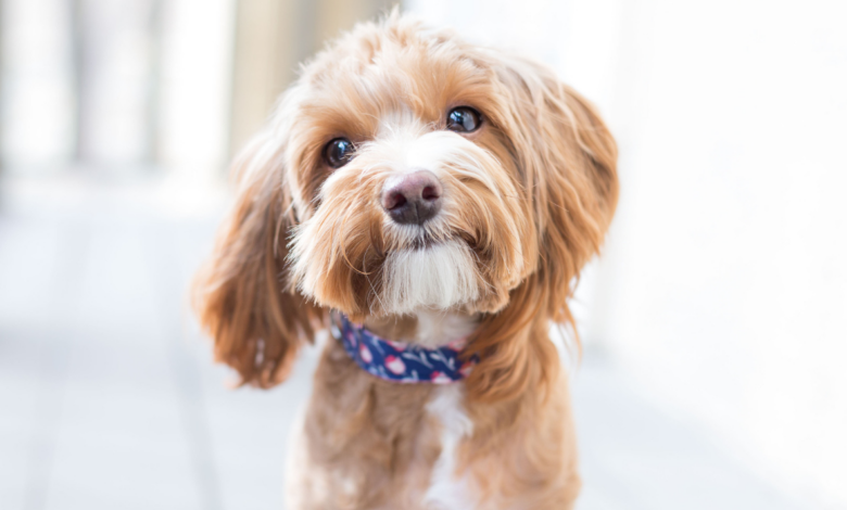 Why Dogs Rely on Their Sense of Smell to Learn About People