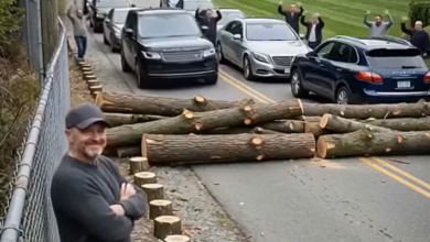 They Removed My Trees Without Permission, but What Happened Next Changed Everything