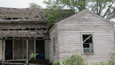 The Hidden Attic Box That Revealed a Family Secret Kept for Decades