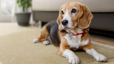 New Pet Ownership Rules Spark Debate Among Dog Lovers Over Future Limits
