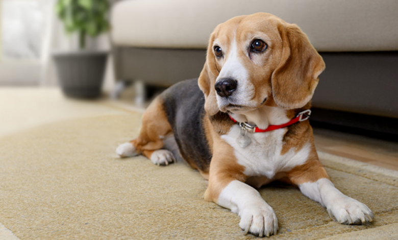 New Pet Ownership Rules Spark Debate Among Dog Lovers Over Future Limits