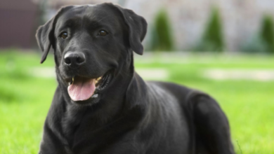 The Science Behind Dog Sniffing and How Your Pet Understands the World