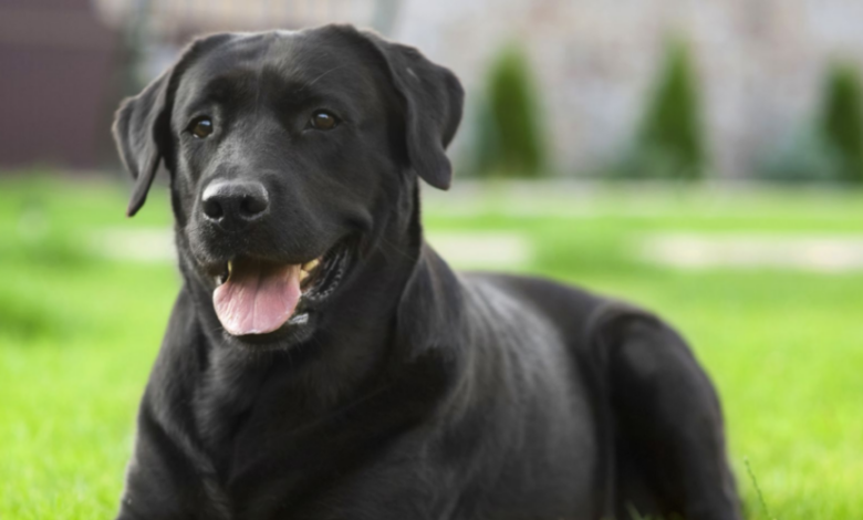 The Science Behind Dog Sniffing and How Your Pet Understands the World The Science Behind Dog Sniffing and How Your Pet Understands the World