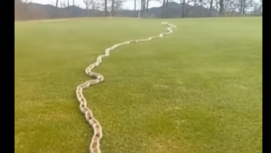 I Spotted Something Unusual in the Grass — Then I Realized What It Really Was