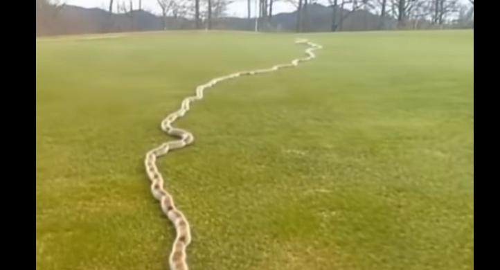 I Spotted Something Unusual in the Grass — Then I Realized What It Really Was