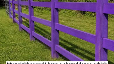 If You Spot a Painted Purple Fence, Here’s What It Could Mean