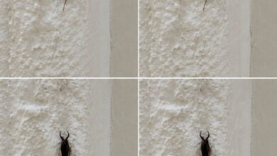 If You Find This Insect in Your Home, Here’s What It Could Mean