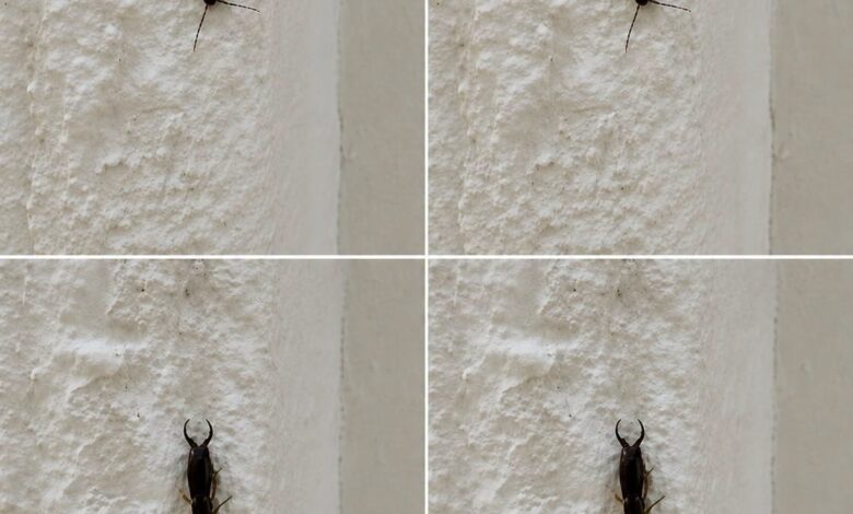 If You Find This Insect in Your Home, Here’s What It Could Mean