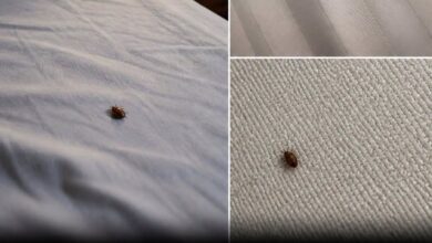 Simple Steps to Handle Ticks Indoors and Help Keep Your Home Protected