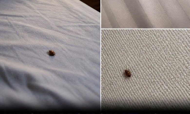 Simple Steps to Handle Ticks Indoors and Help Keep Your Home Protected