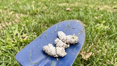 Why Your Dog’s Poop May Turn White and What It Could Mean