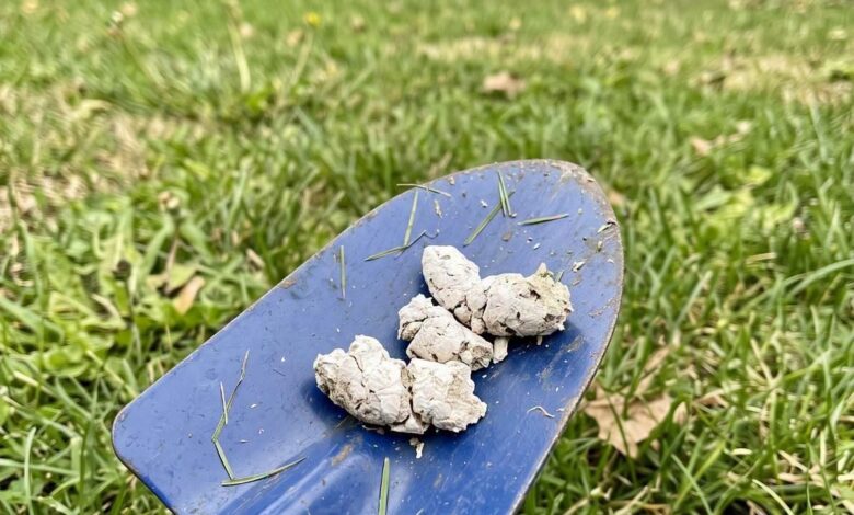 Why Your Dog’s Poop May Turn White and What It Could Mean