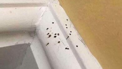 Small Black Spots Around Your Home? Here’s One Possible Explanation
