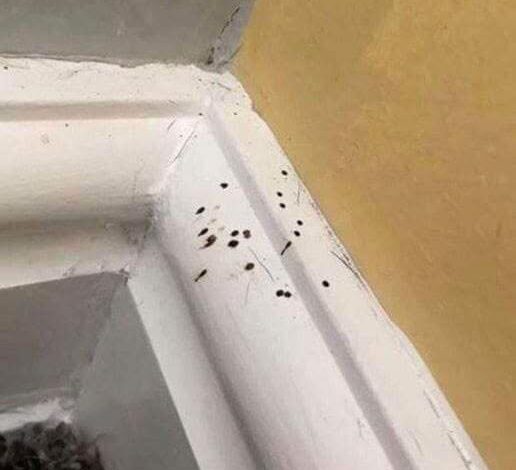 Small Black Spots Around Your Home? Here’s One Possible Explanation