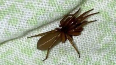 The Unique Hunting Strategy of a Spider That Doesn’t Spin Webs