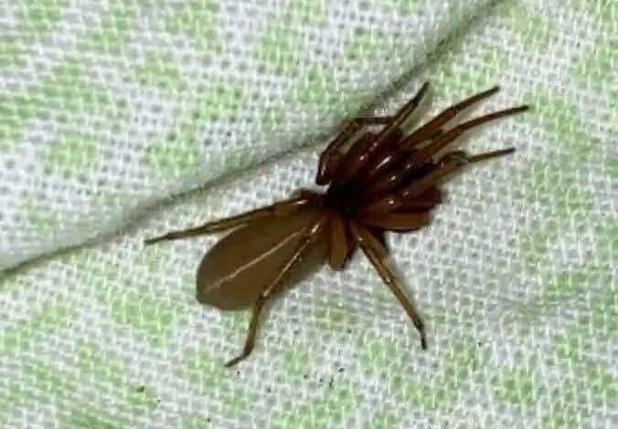 The Unique Hunting Strategy of a Spider That Doesn’t Spin Webs The Unique Hunting Strategy of a Spider That Doesn’t Spin Webs
